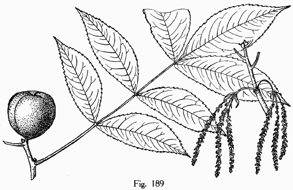 Fig. 189