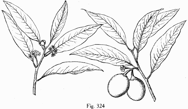 Fig. 324