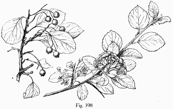 Fig. 398