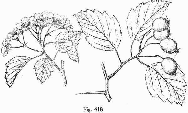 Fig. 418