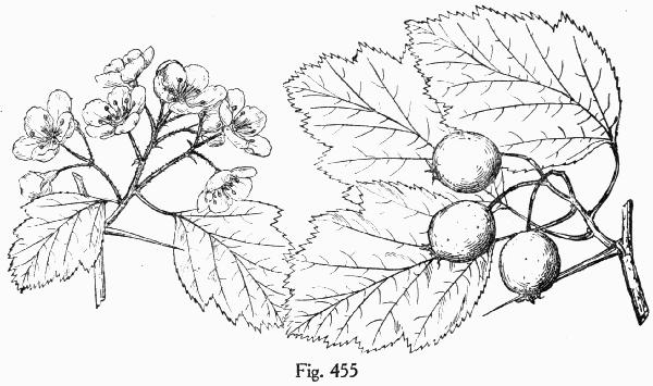 Fig. 455