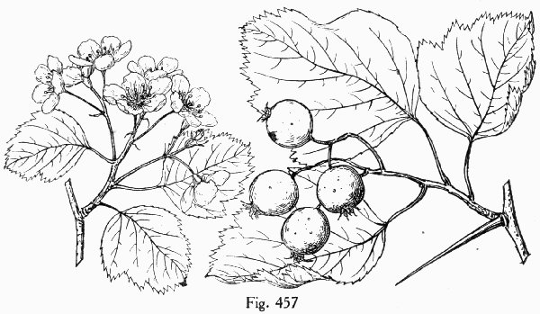 Fig. 457