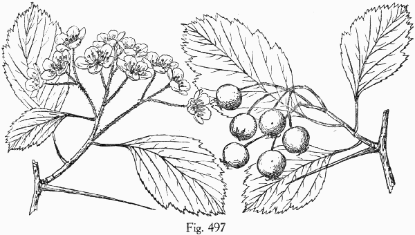 Fig. 497