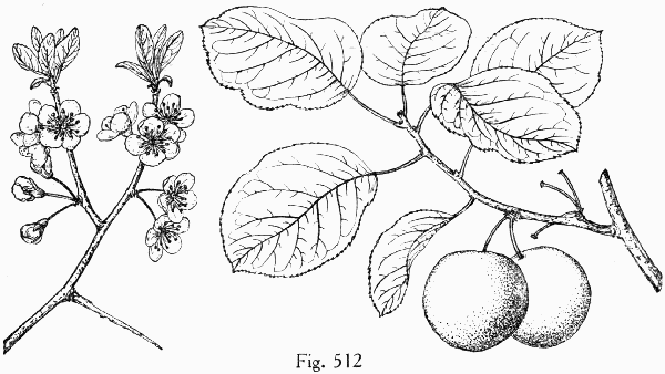 Fig. 512