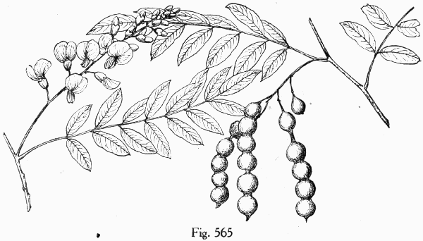 Fig. 565