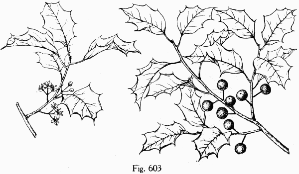 Fig. 603