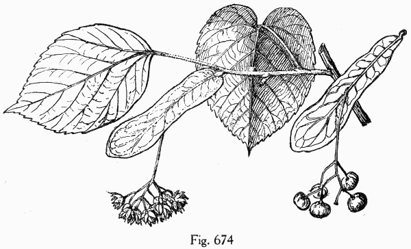 Fig. 674