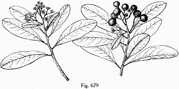 Fig. 679